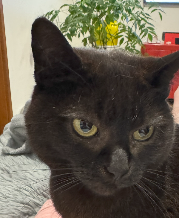 Interlude - Mango Season!